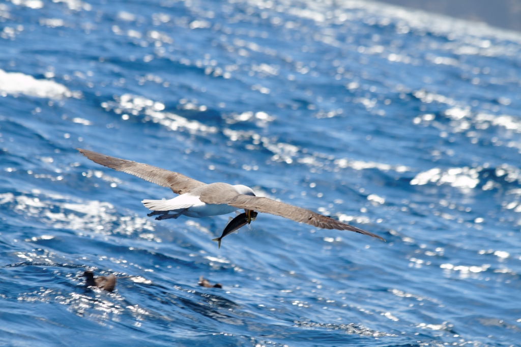 09 - Tasman NP (15).jpg